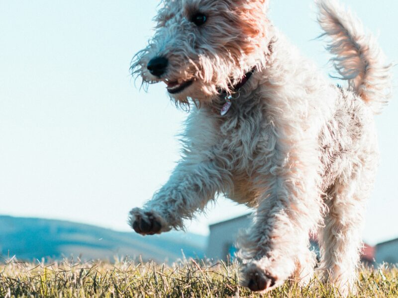 Petit chien courant rapidement dans l'herbe figé en plein mouvement.