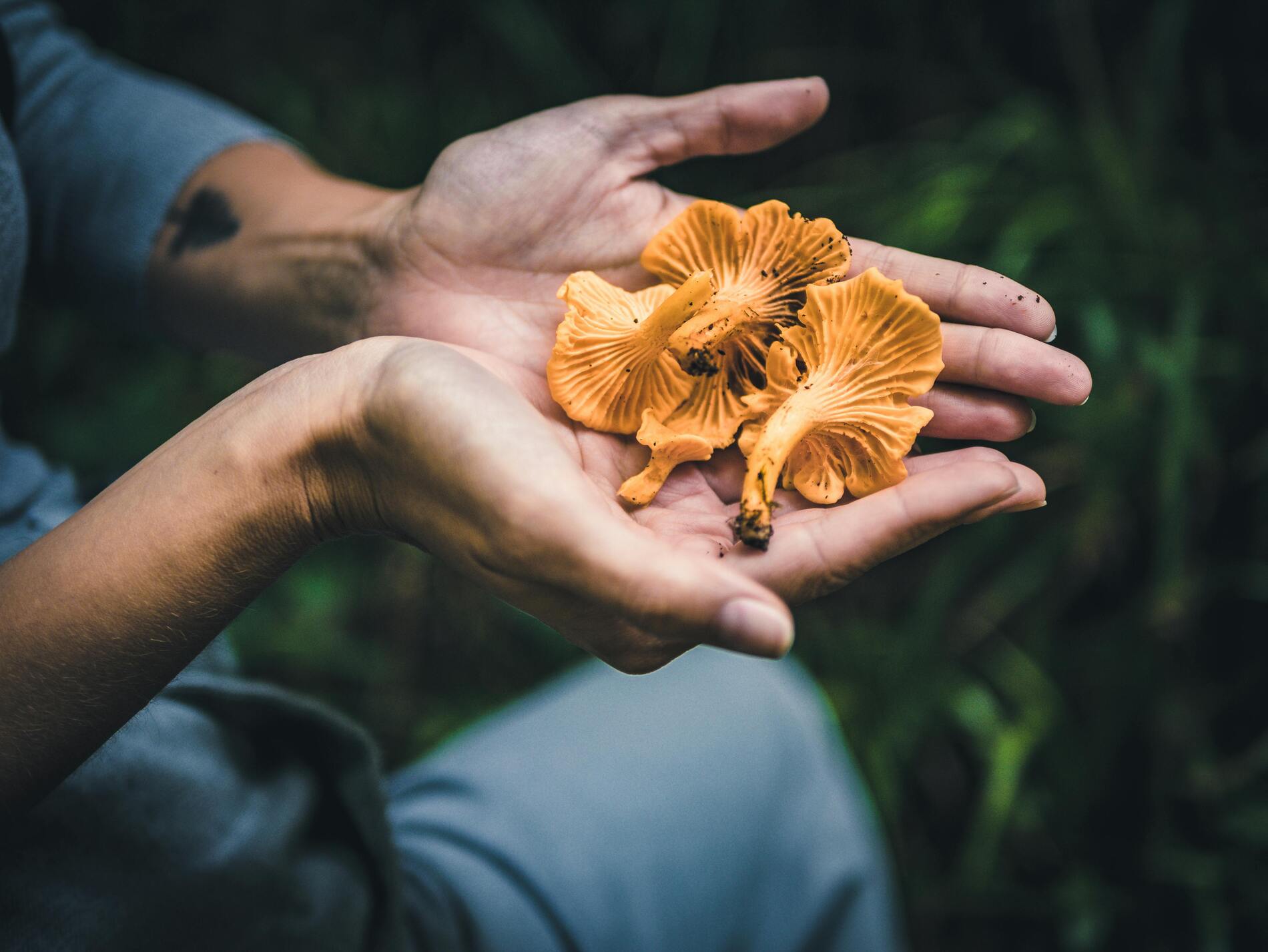 Chanterelle commune